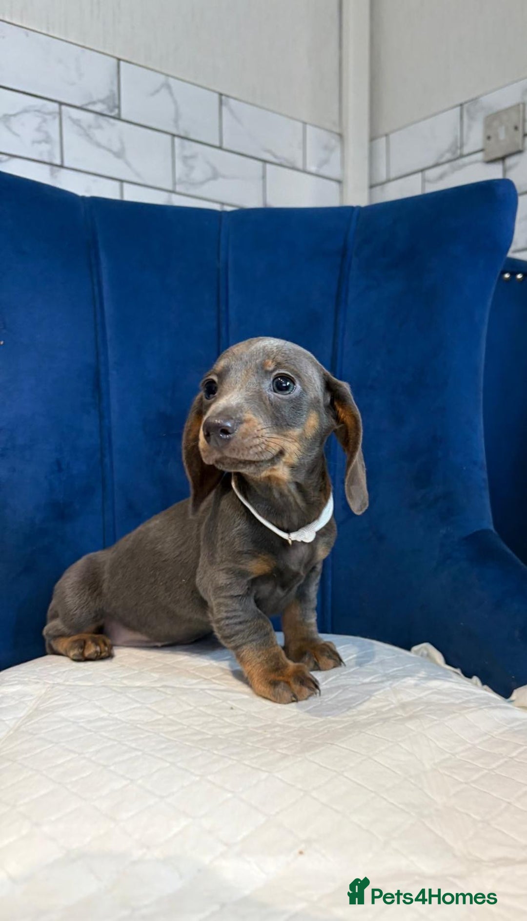 Miniature Dachshund dogs for sale: Miniature Dachshunds  - Advert 6