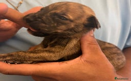 Mixed Breed dogs for sale: American bully cross - Image 7