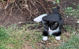 Mixed Breed cats for sale: Three kittens  - Image 16