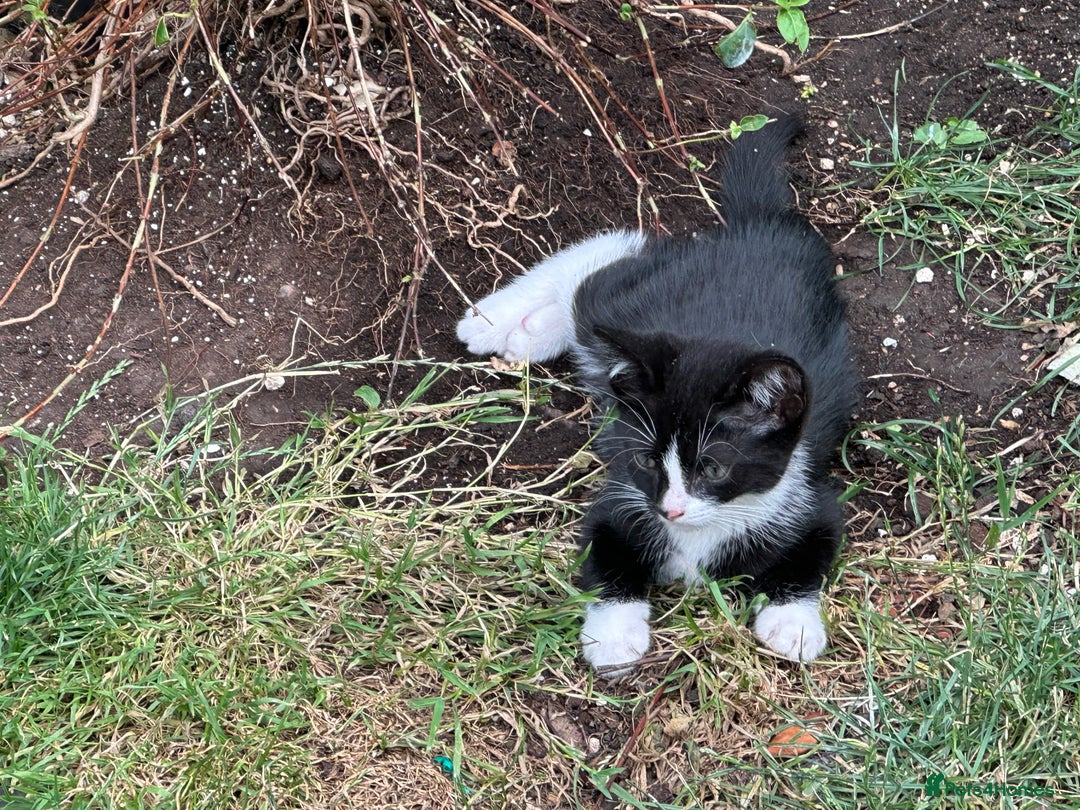 Mixed Breed cats for sale: Three kittens  - Image 16