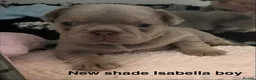 French Bulldog dogs for sale: 2 stunning boys left  in Newcastle upon Tyne - Advert 18