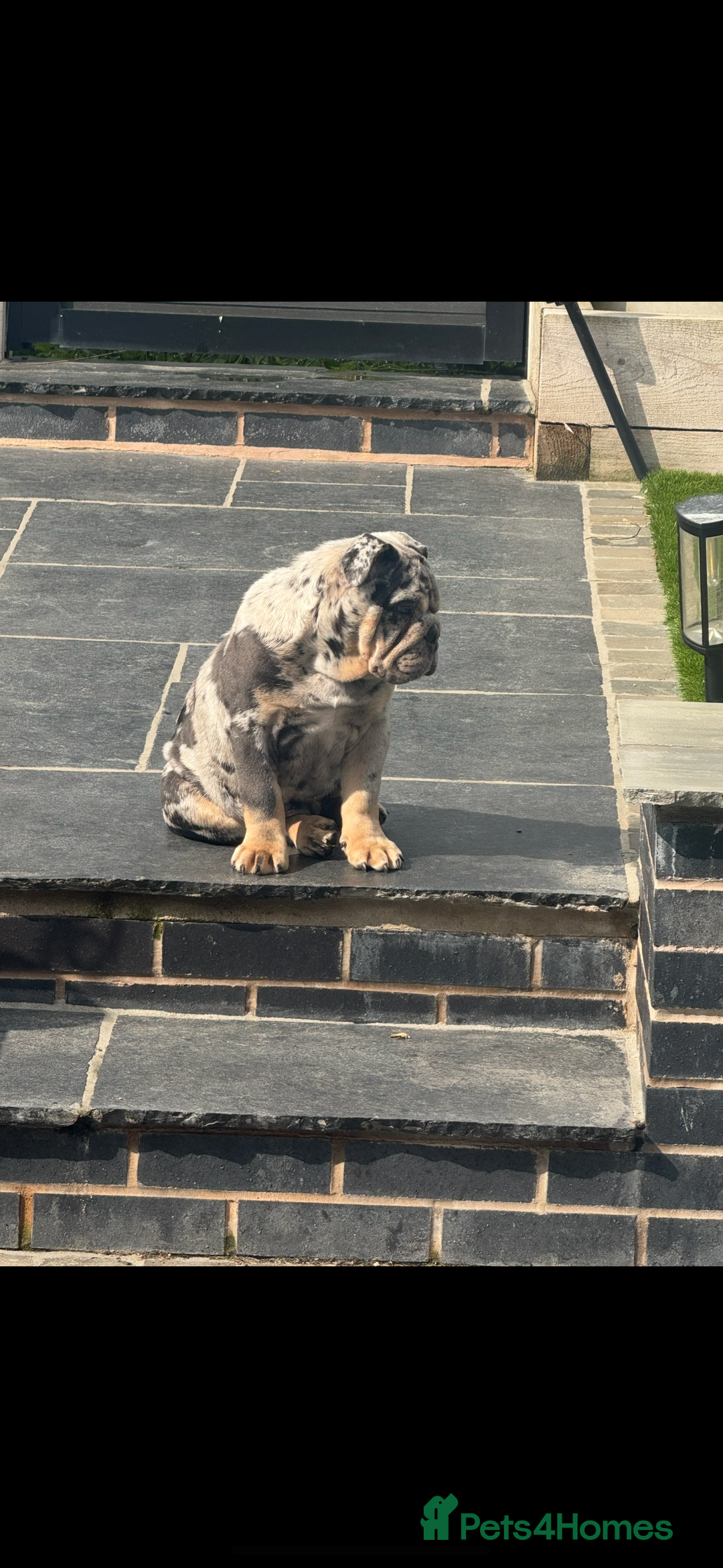 English Bulldog dogs for sale: Grey Merle male english bulldog puppy - Image 21