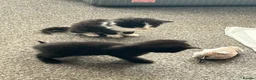 Mixed Breed cats for sale: Kittens for sale £20 - Advert 9