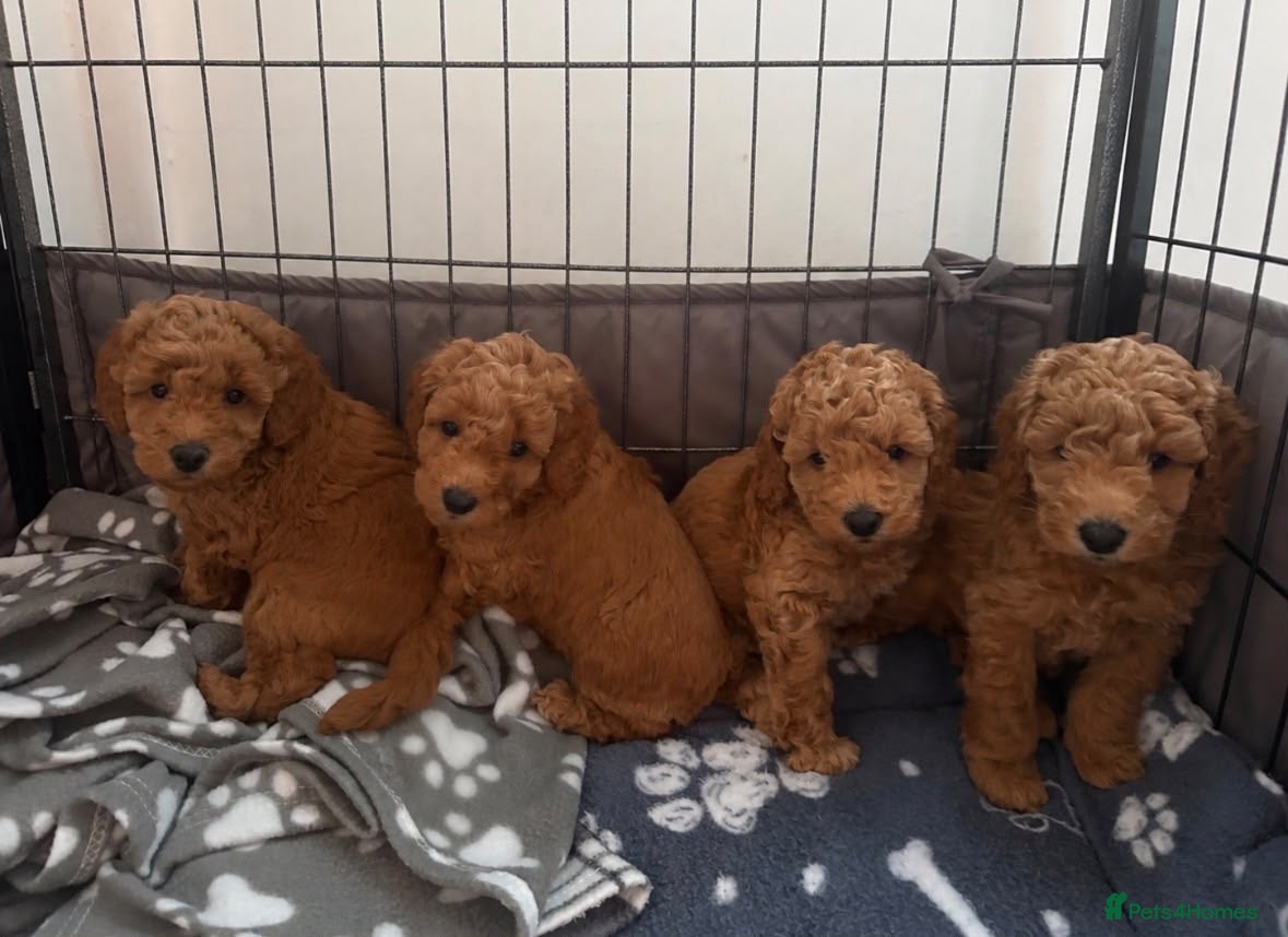 Toy Poodle dogs 🐾✨ Toy Poodle Puppies ✨🐾 - Advert 2