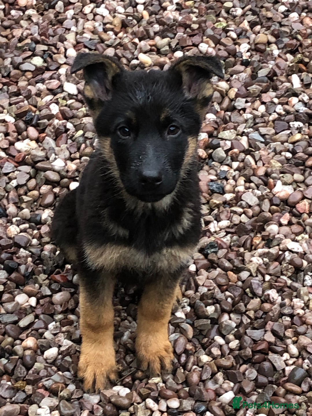 German Shepherd dogs for sale: GERMAN SHEPHERD  - Advert 1