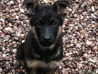 German Shepherd dogs GERMAN SHEPHERD - Advert 6