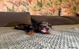 Miniature Dachshund dogs for sale: 2 male 1 female Miniature Dachshund  - Advert 13