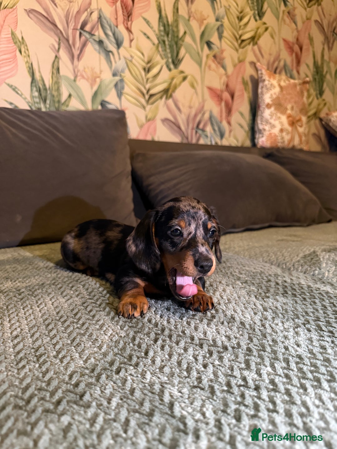 Miniature Dachshund dogs for sale: 2 male 1 female Miniature Dachshund  - Advert 13
