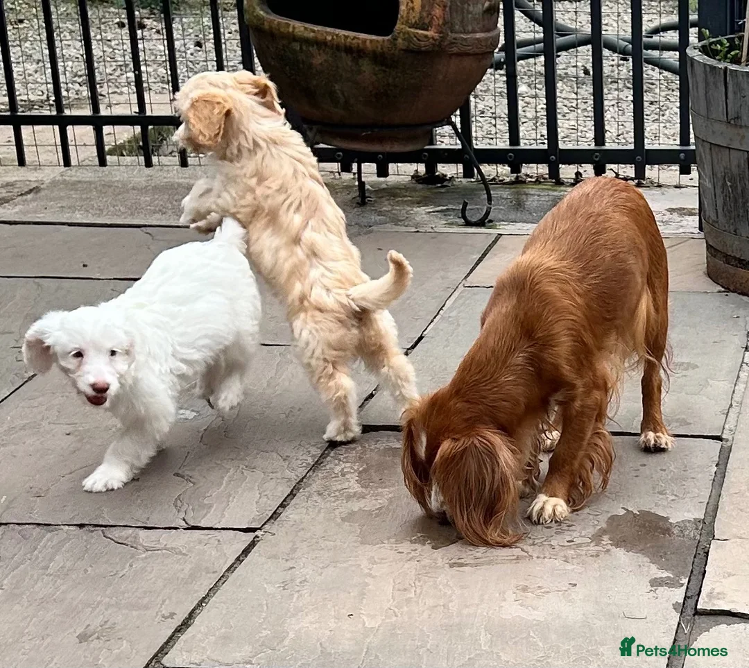 Cockapoo dogs for sale: Stunning f1 cockapoo  - Advert 5