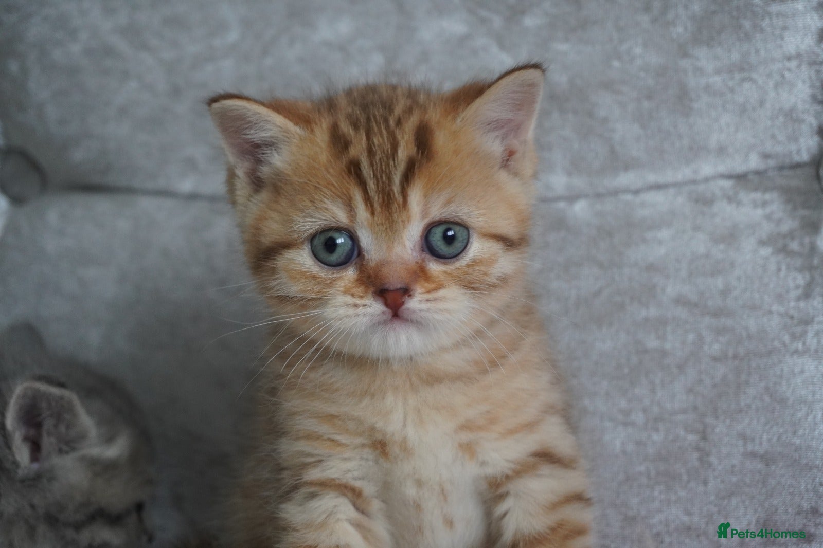 Munchkin cats 🍇🫐Munchkin Kittens - Advert 1