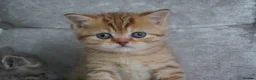 Munchkin cats for sale: 🍇🫐Munchkin Kittens - Advert 3