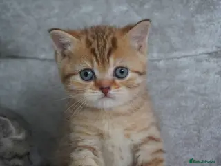 Munchkin cats for sale: 🍇🫐Munchkin Kittens - Advert 1