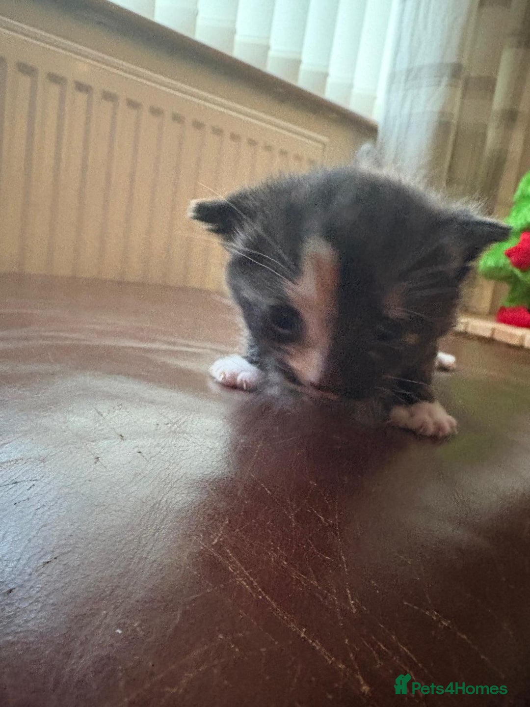 Mixed Breed cats for sale: Only 2 kittens available  - Advert 3