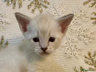 Siamese cats Siamese x Maine coon - Advert 2