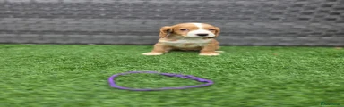 Cocker Spaniel 1