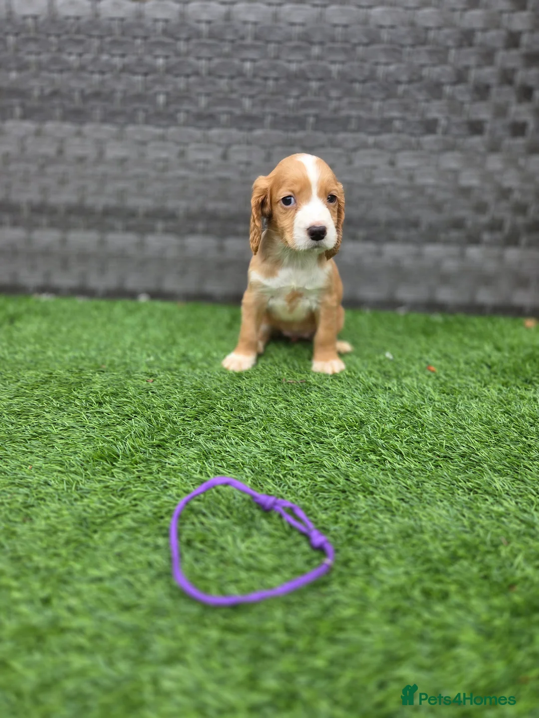 Cocker Spaniel dogs for sale: Working Cocker Spaniel pups in Markfield - Advert 8