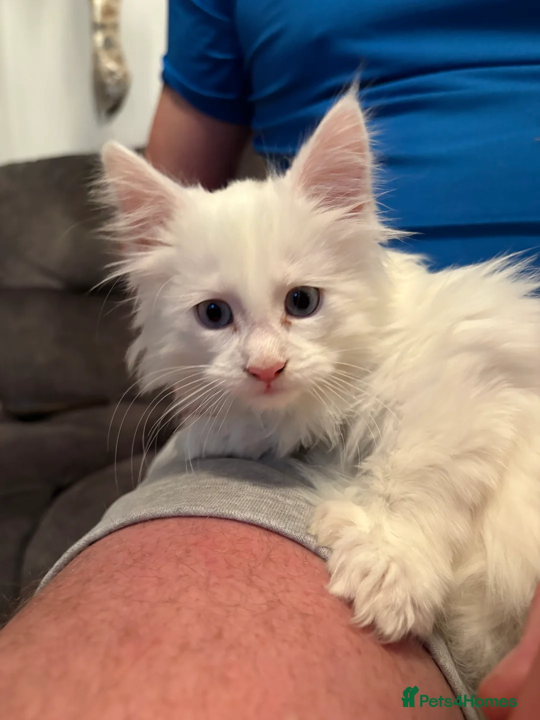 Maine Coon cats for sale: Maine coon - Advert 2