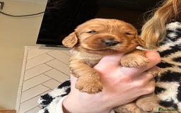 Cockapoo dogs for sale: F1B cockapoo - Advert 9