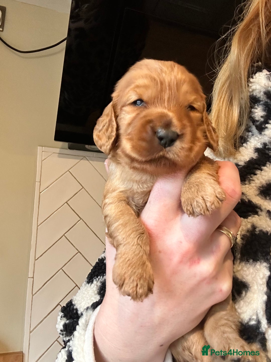 Cockapoo dogs for sale: F1B cockapoo - Advert 9