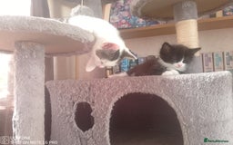 Mixed Breed cats for sale: 9 adorable Disney kitten couples  - Image 16
