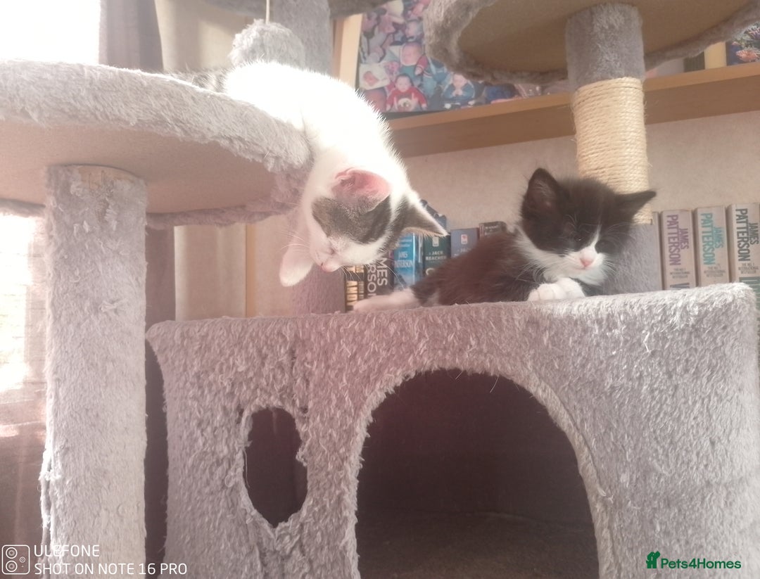 Mixed Breed cats for sale: 9 adorable Disney kitten couples  - Image 16
