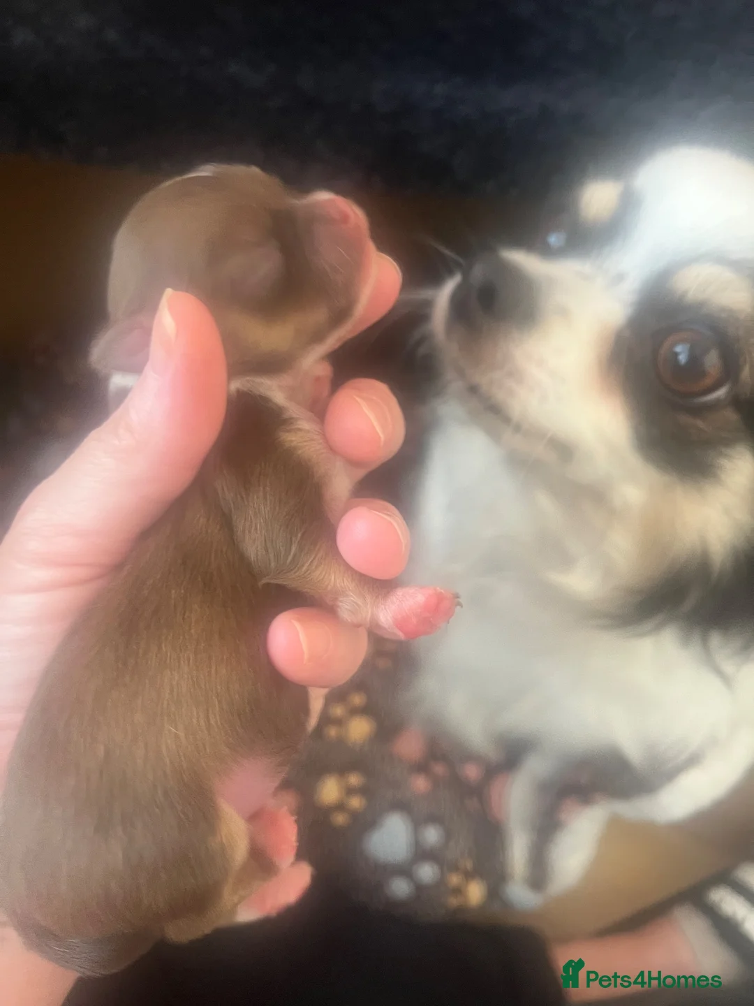 Chihuahua dogs for sale: Beautiful chihuahua babies  - Advert 2