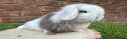 Mini Lop rabbits for sale: Stunning purebred mini lop ready to reserve  - Advert 2