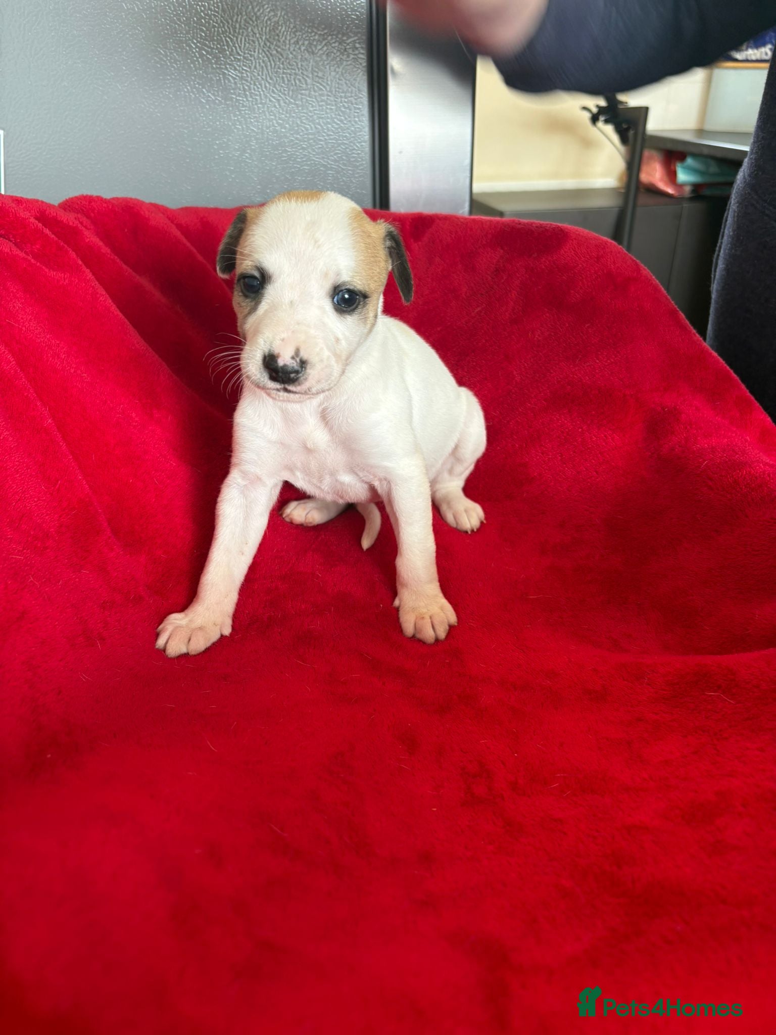 Mixed Breed dogs for sale: Saluki whippet greyhound - Advert 13