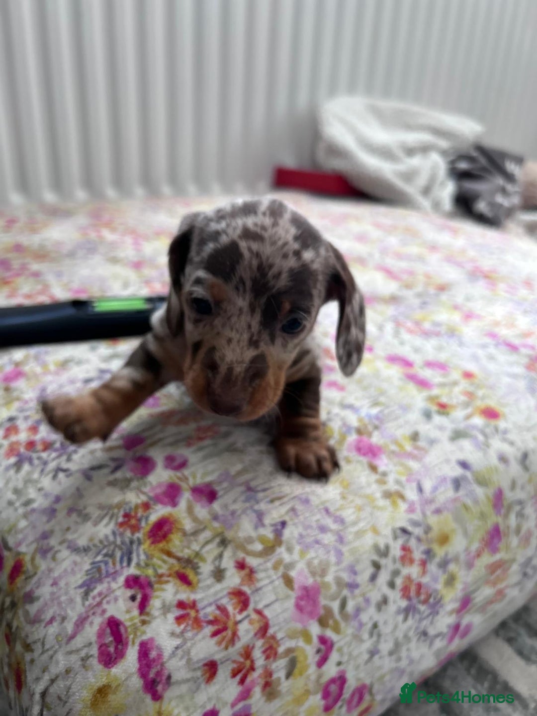 Dachshund dogs for sale: Miniature Daschund - Image 14