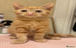 Domestic Shorthair cats for sale: Ginger kitten for rehoming  - Advert 2