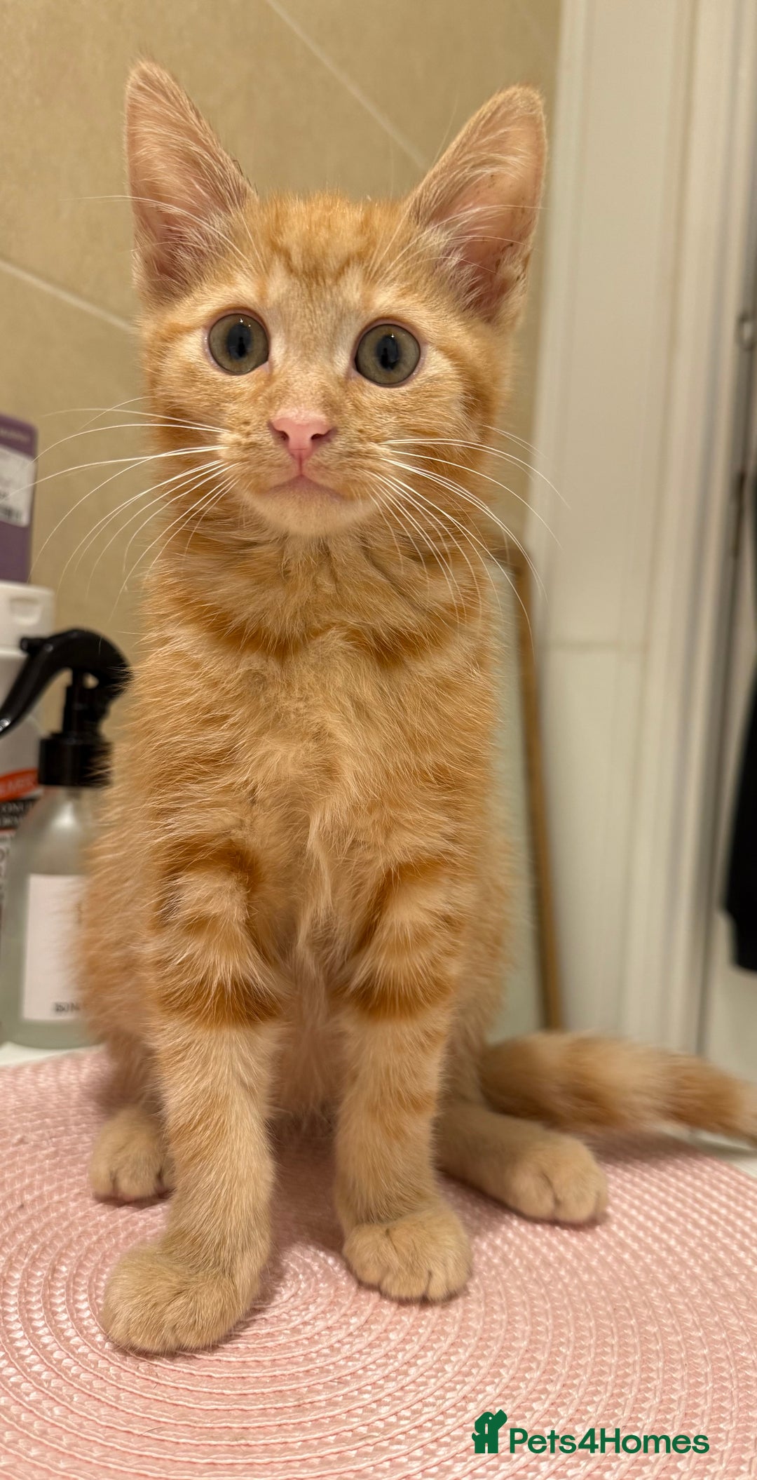 Domestic Shorthair cats for sale: Ginger kitten for rehoming  - Advert 2