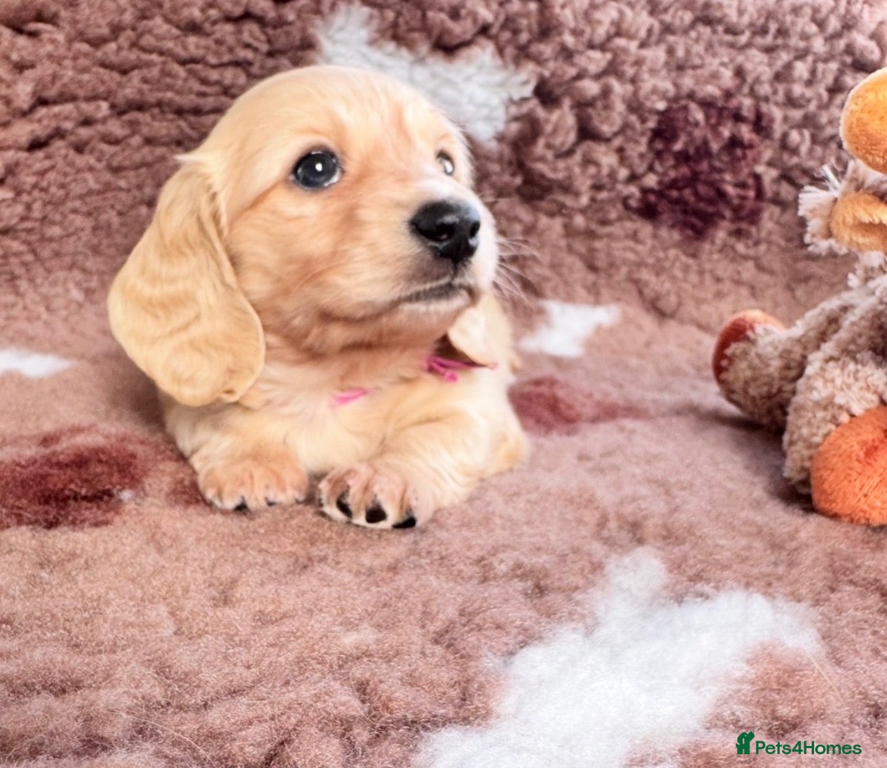 Miniature Dachshund dogs Dna colour tested true cream pups  - Advert 6