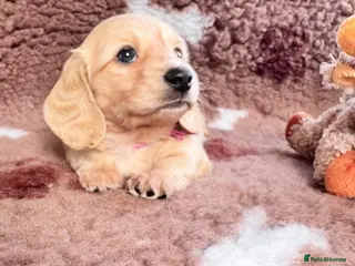 Miniature Dachshund dogs Dna colour tested true cream pups - Advert 6