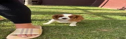 Cavalier King Charles Spaniel dogs for sale: Cavalier King Cha - Advert 5