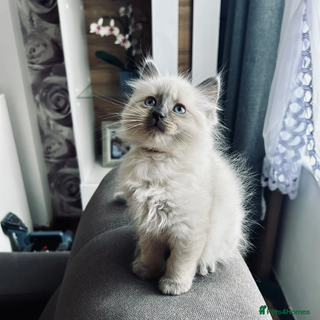 Ragdoll cats for sale: Beautiful Ragdoll kittens  - Advert 2