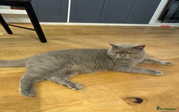 Scottish Fold cats for sale: Scottish fold adorable kitties 🐾  - Image 11
