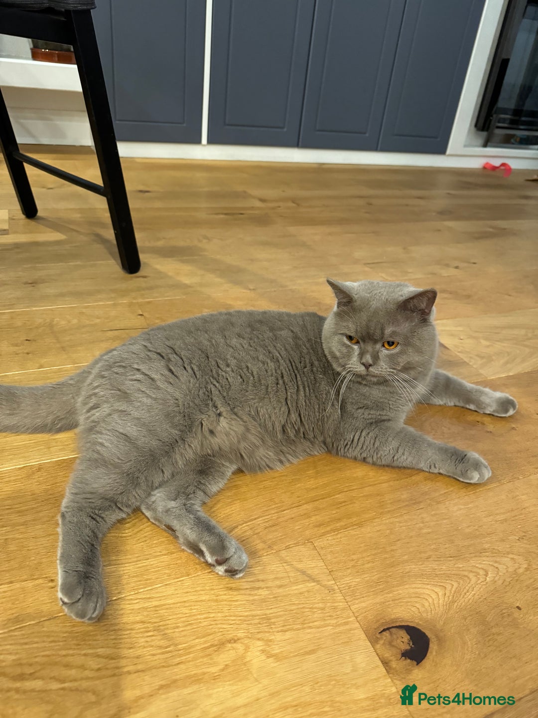 Scottish Fold cats for sale: Scottish fold adorable kitties 🐾  - Image 11