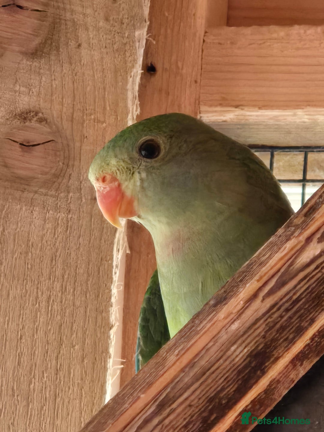 Parrots birds for sale: Baraband Parrot - Image 2