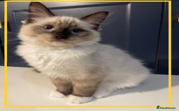 Ragdoll cats for sale: Ragdoll kittens ready now  !💞  - Image 15