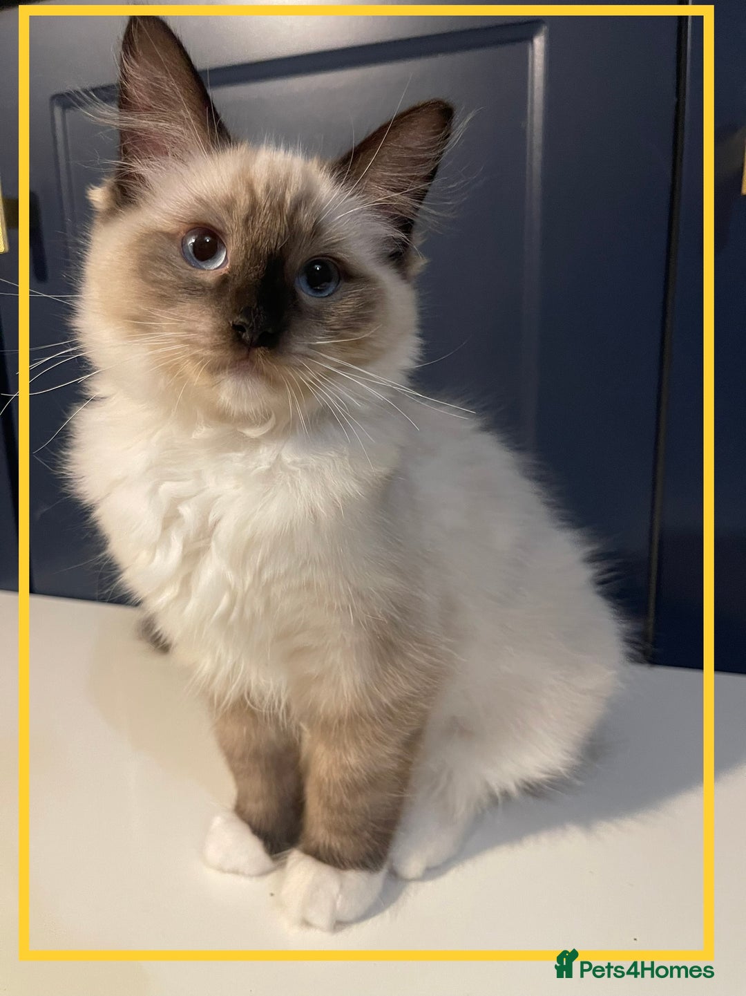 Ragdoll cats for sale: Ragdoll kittens ready now  !💞  - Image 15