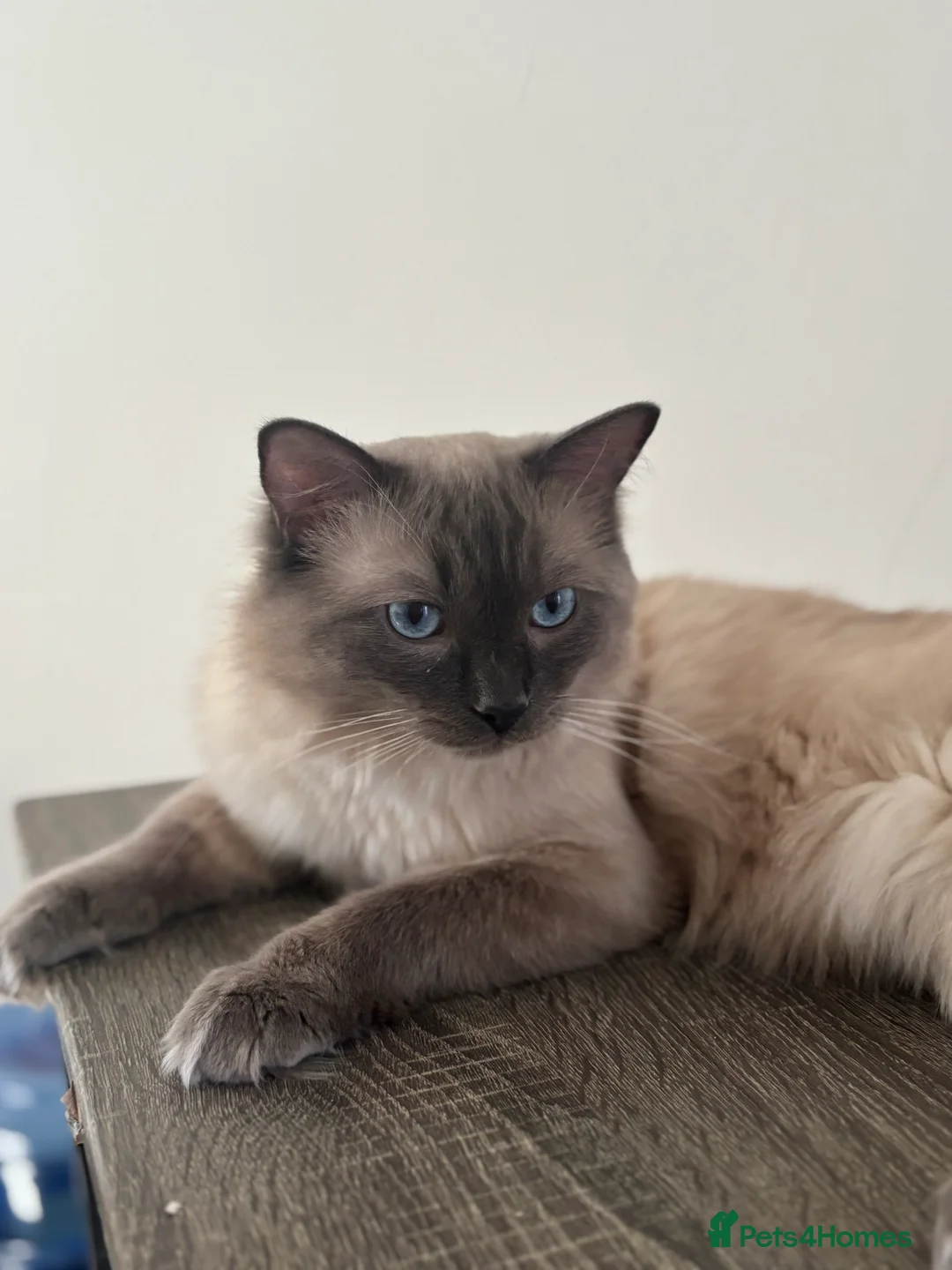 Ragdoll cats for stud: Blue Point Ragdoll for stud 🩵 - Advert 7