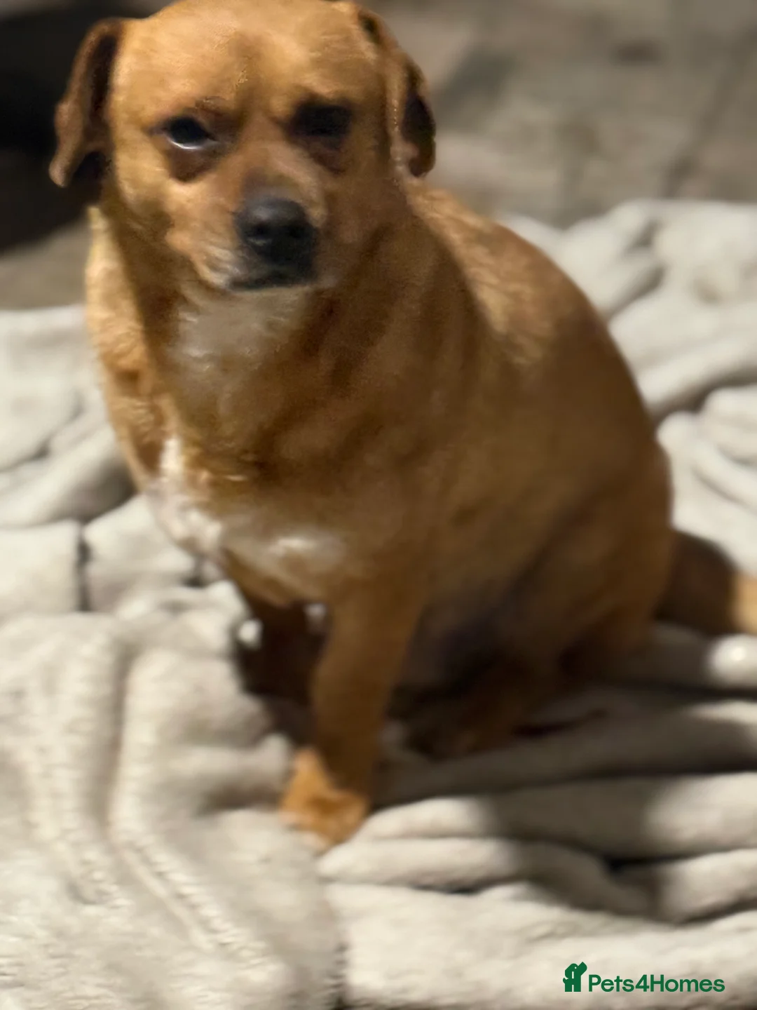 Mixed Breed dogs for adoption: Richie Looking For a Family  - Advert 7