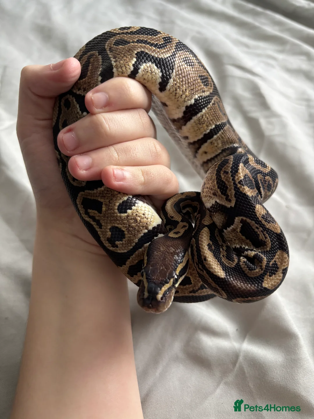 Python Snake reptiles for sale: Young Ball pythons  - Advert 9