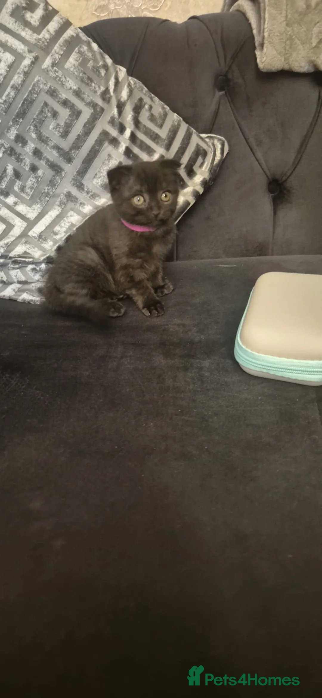 Scottish Fold cats for sale: 5 Scottish Folds for sale - Advert 5