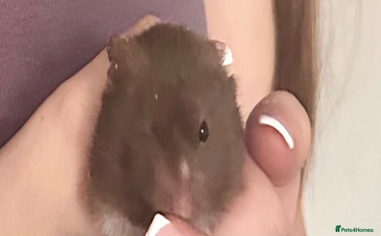 Hamster rodents - Advert 2