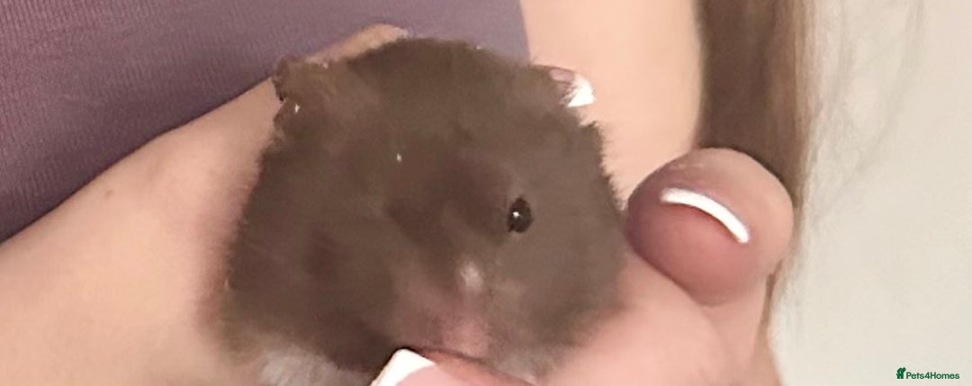 Hamster rodents for sale: Syrian Hamster - Image 1