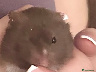 Hamster rodents - Advert 1