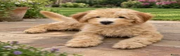 Mini Goldendoodle dogs for sale: F2B MINIATURE GOLDENDOODLE 🐾 FULLY VACCINATED ❤️ in Malmesbury - Advert 1