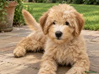 Mini Goldendoodle dogs F2B MINIATURE GOLDENDOODLE 🐾 FULLY VACCINATED ❤️ - Advert 1
