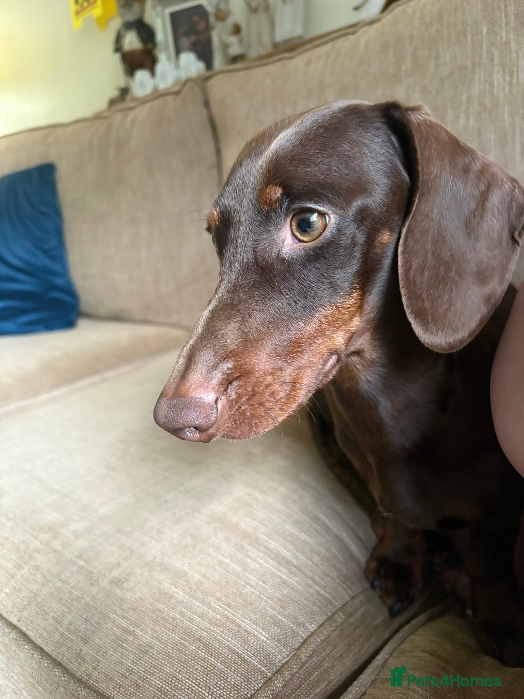 Dachshund dogs for sale: Handsome 1 year old male dachshund - Advert 2